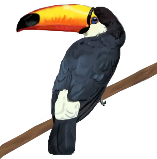 Full Size Png Image Toucan Transparent Png Toucan Png