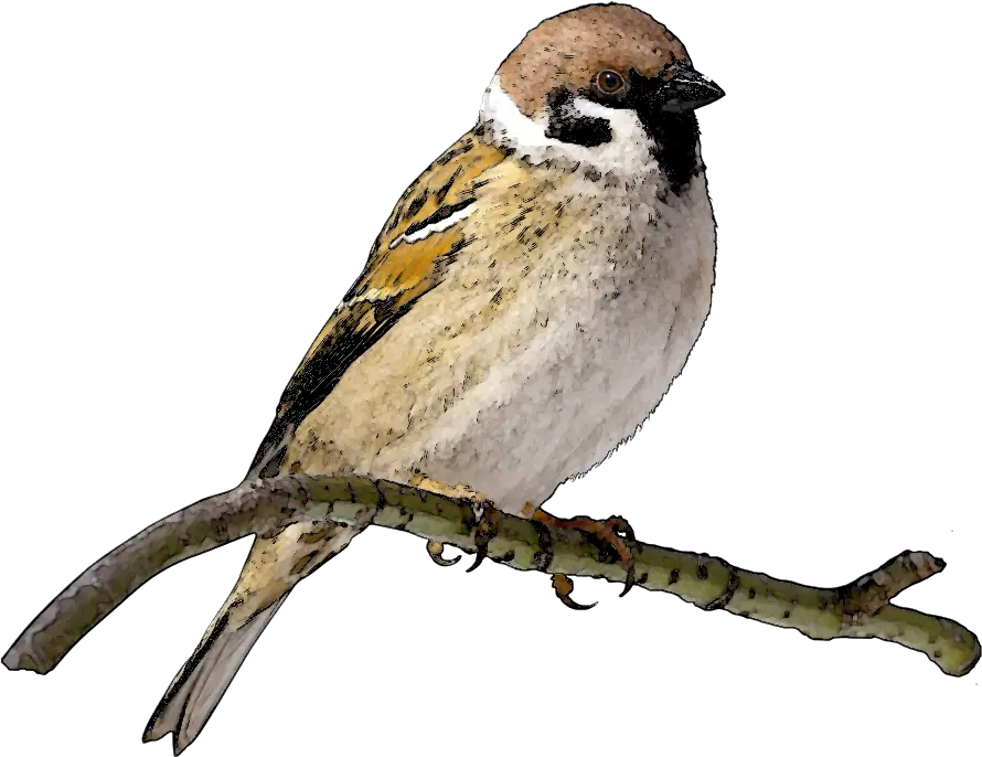 Download Free Sparrow Png Image Icon Favicon Freepngimg Finch Clipart Maya Icon Png