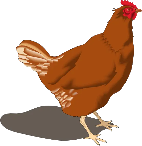 Download Hd Rooster Clipart Hen Hen Clipart Png Hen Png