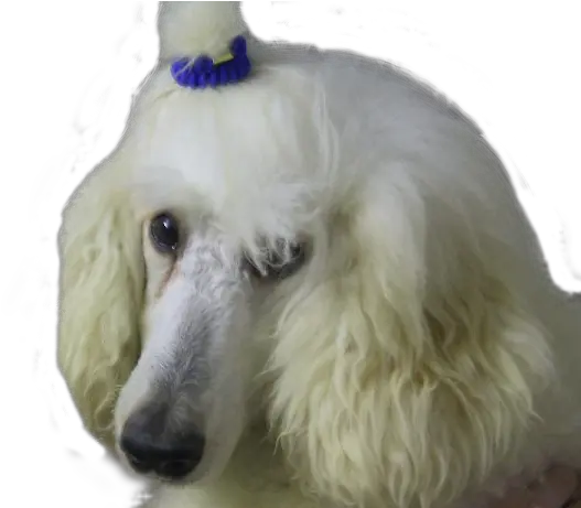 Lily The White Poodle White Poodle Transparent Background Png Lily Transparent Background