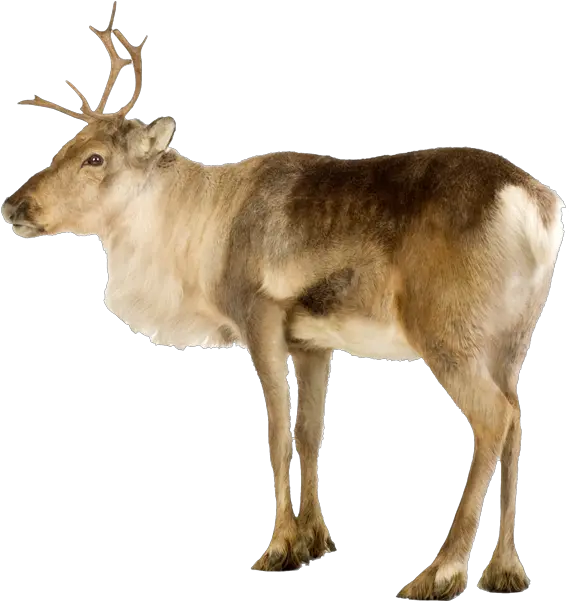 Index Of Imgcustombookstravelscandinaviascrapbookitems Png Reindeer Png