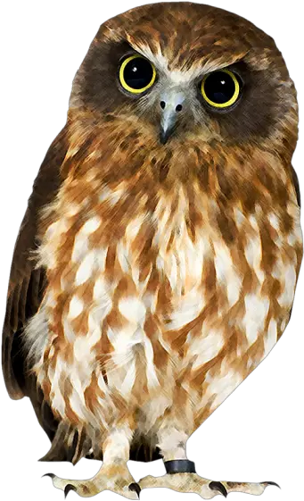 Png Owl Owl Images With White Background Owl Transparent