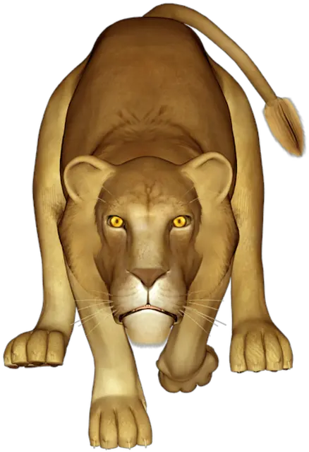 Lion Lioness Animal Masai Lion Png Lioness Png
