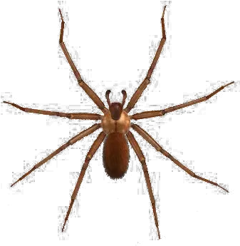 Brown Spider Png Image Dangerous Spider Png Spider Png