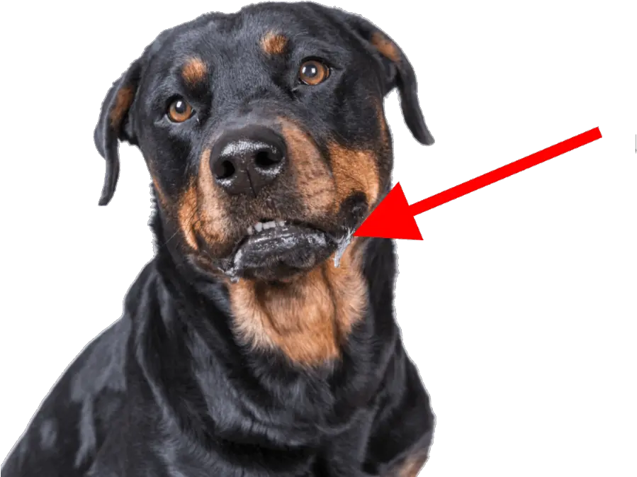 Do Rottweilers Drool A Lot Or Little Dog Breeds List Do Rottweilers Drool Png Drool Png