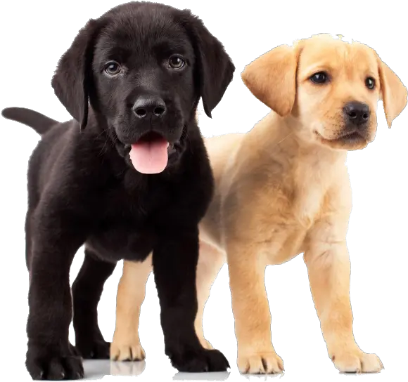 Download Golden Retriever Puppies Yellow And Black Lab Black Golden Retriever Puppy Png Golden Retriever Transparent