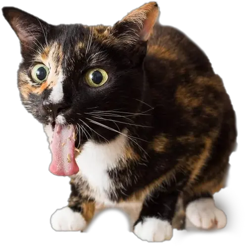 Cat Png Pic Background Photographer Cats On Catnip Cats Png