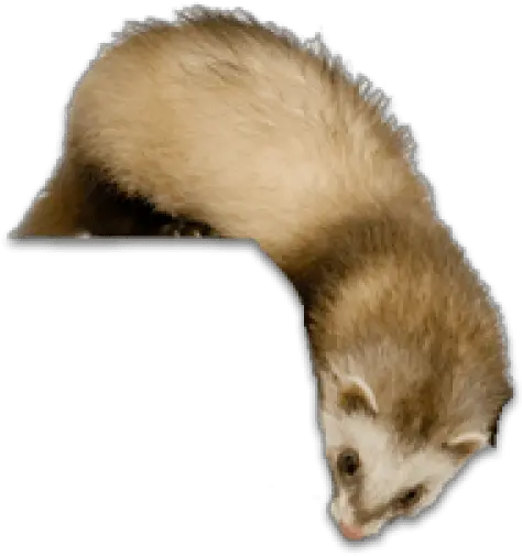 Ferret Transparent Image Ferret Transparent Png Ferret Png