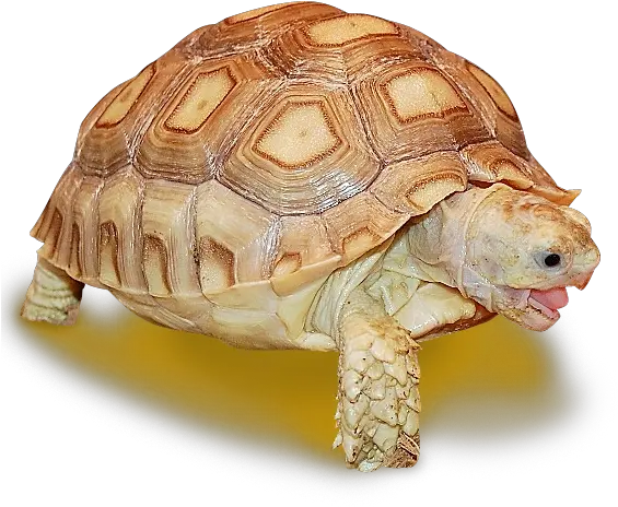 Download Sulcata Tortoise Sulcata Tortoise Shell Png Image Desert Tortoise Tortoise Png