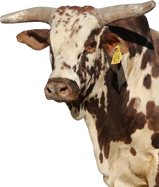 Pbr Bull Maga Maga The Bucking Bull Png Maga Png