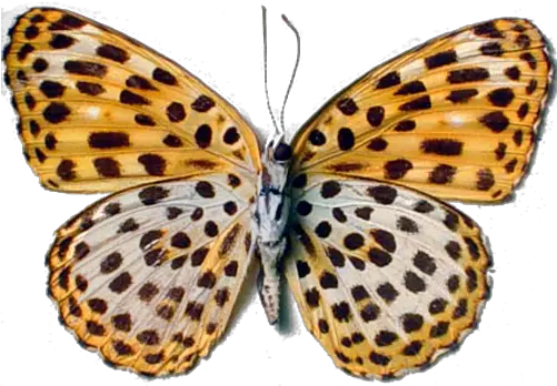 I Am A Leopard Butterfly Leopard Butterfly Png Real Butterfly Png