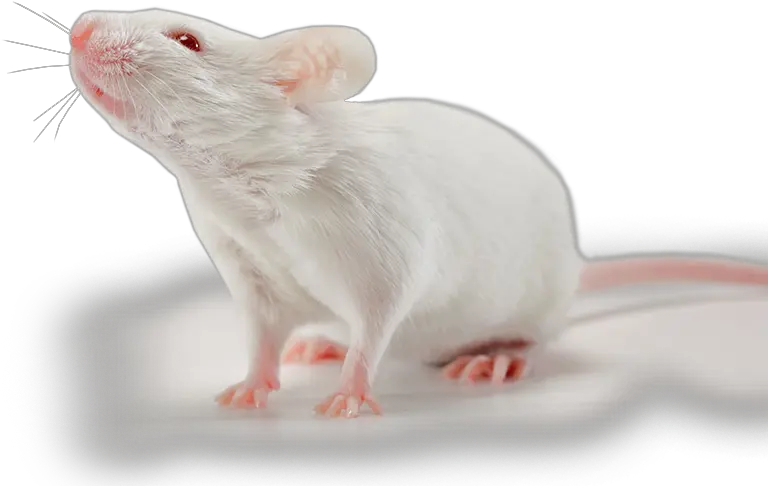 This New Field Of Science Could Change Everything U2014 Steemit Small Mice Png Rat Transparent Background