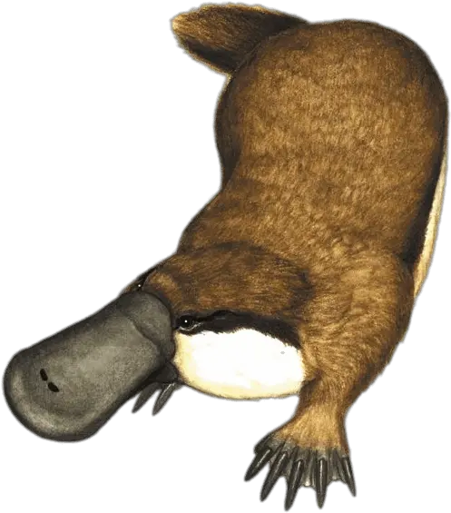 Platypus Illustration Transparent Png Spoon Billed Platypus Platypus Png