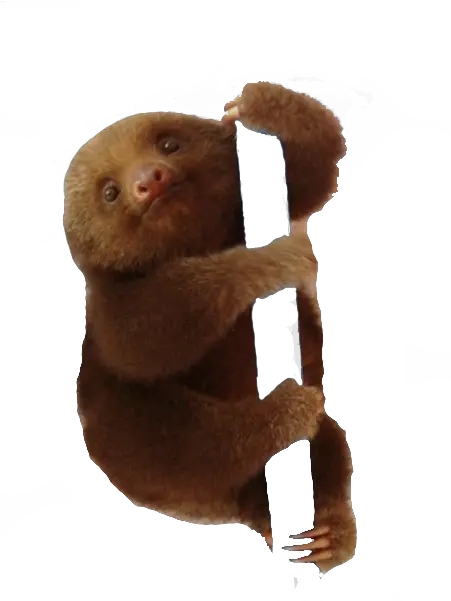 Download Sloth Png Transparent Images Baby Sloth Png Sloth Png