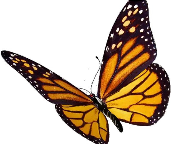 Monarch Butterfly Clipart Viceroy Transparent Background Butterfly Clip Art Png Butterflies Transparent