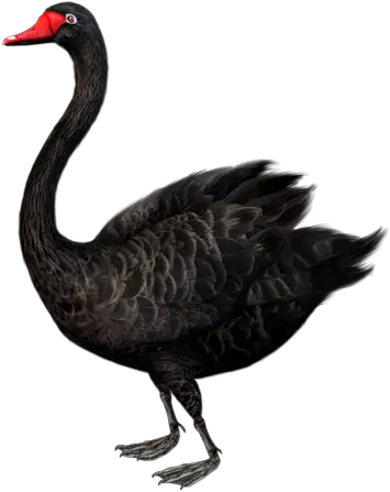 Black Swan Png Black Swan Bird Standing Swan Png