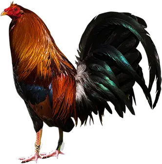 Rooster Png Manok Na Pola Rooster Png