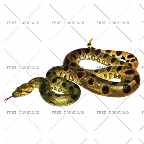 Anaconda Png Image With Transparent Background Photo 7 Python Png