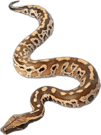 Blood Python Transparent Png Blood Python Png Python Png