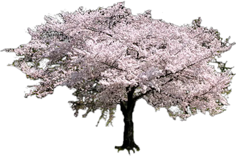 Sakura Tree Transparent Cherry Blossom Tree Png Sakura Tree Png