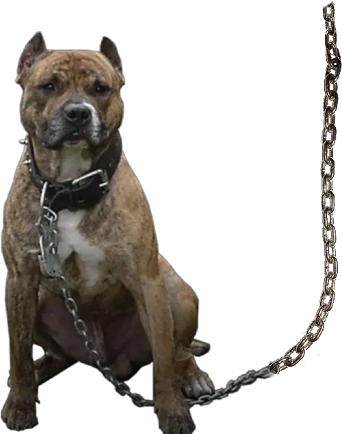 Gangstar Boy Editing Background Png Dog Png For Editing Pitbull Png
