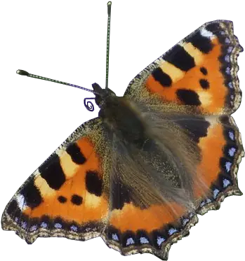 Red Admiral Butterfly Transparent Red Admiral Butterfly Png Butterfly Transparent