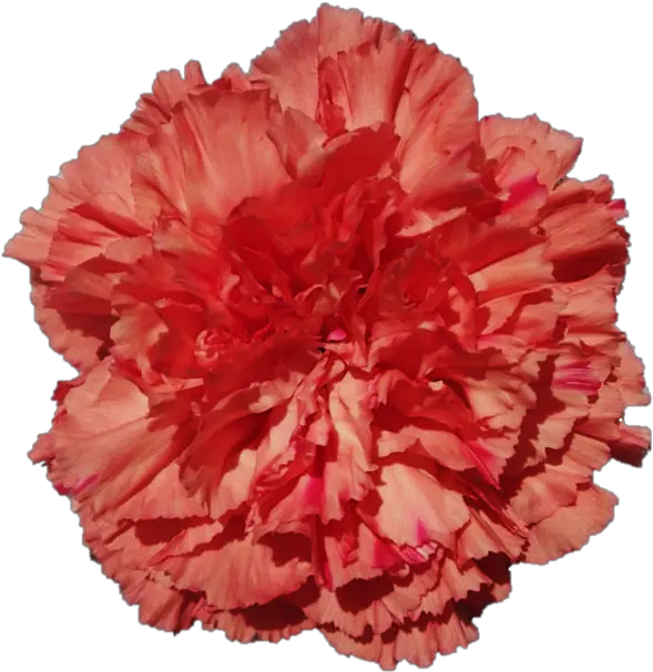 Carnation Lovely Png Carnation Png