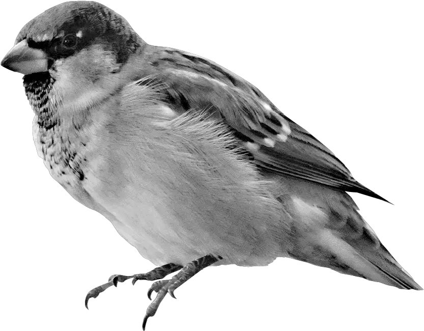 Download House Sparrow Hd Png Uokplrs Sparrow Hd Wallpaper For Mobile Jack Sparrow Png