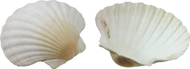 Seashell Png Photos 2 Png 7106 Free Png Images Starpng Seashell Png Seashell Transparent