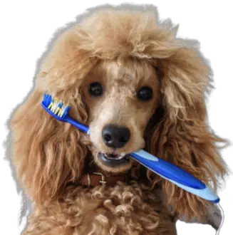 Dental Services Ellison Drive Vet Png Poodle Icon