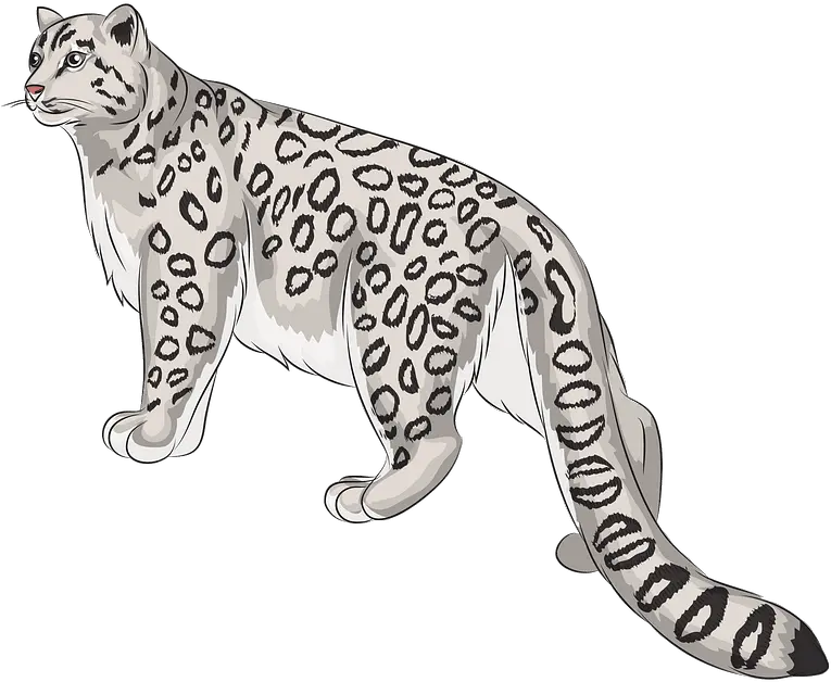 Snow Leopard Clipart Transparent Snow Leopard Clipart Png Snow Leopard Png
