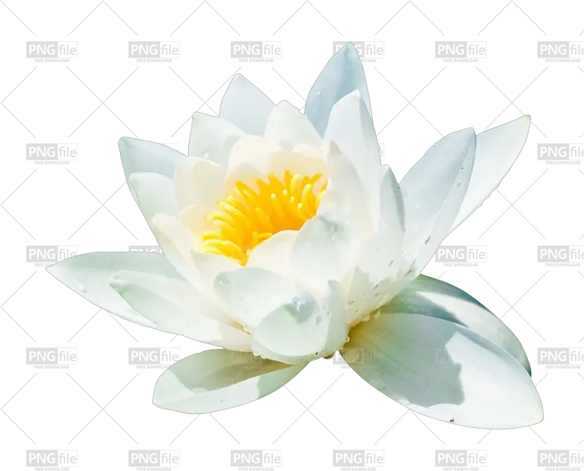 Water Lilli Flower Png Photo 137 Pngfilenet Free Png Water Lily Lily Flower Png