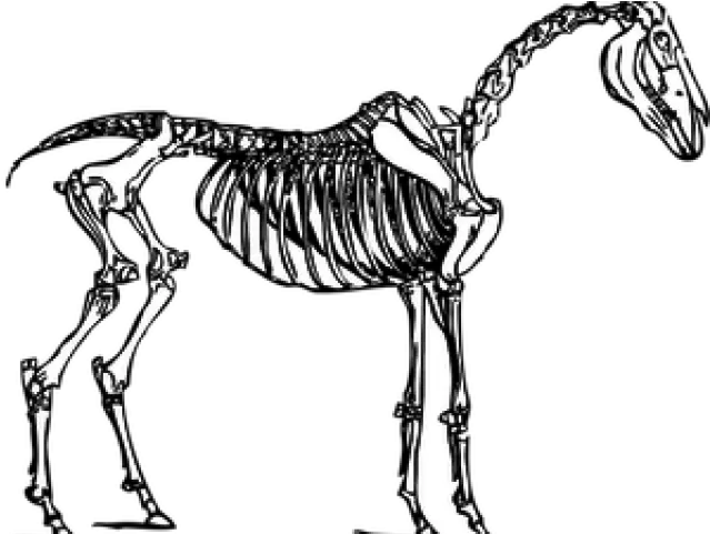 Download Horse Skeleton Transparent Full Size Png Image Horse Skeleton Clipart Skeleton Transparent Background