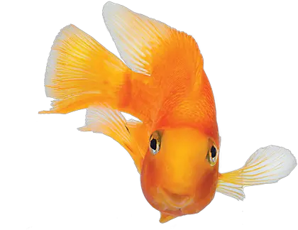 Fish Images More Photos Do Not Come Any Closer Meme Png Fish Bowl Transparent Background