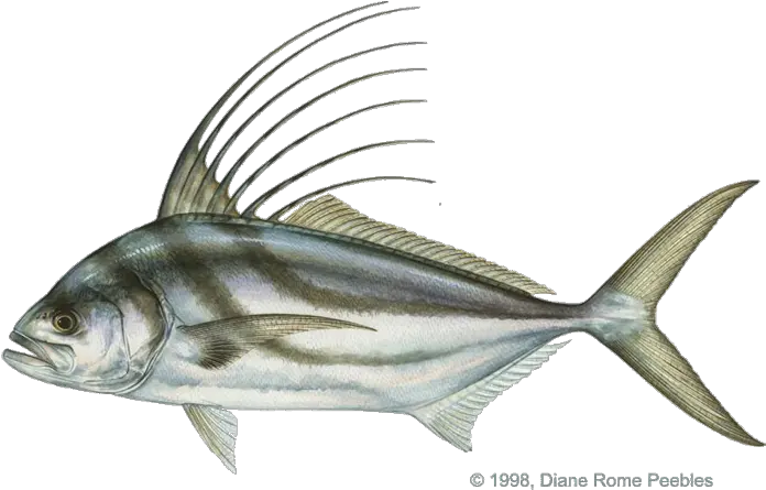 Game Fish Database International Game Fish Association Draw A Rooster Fish Png Bass Fish Png