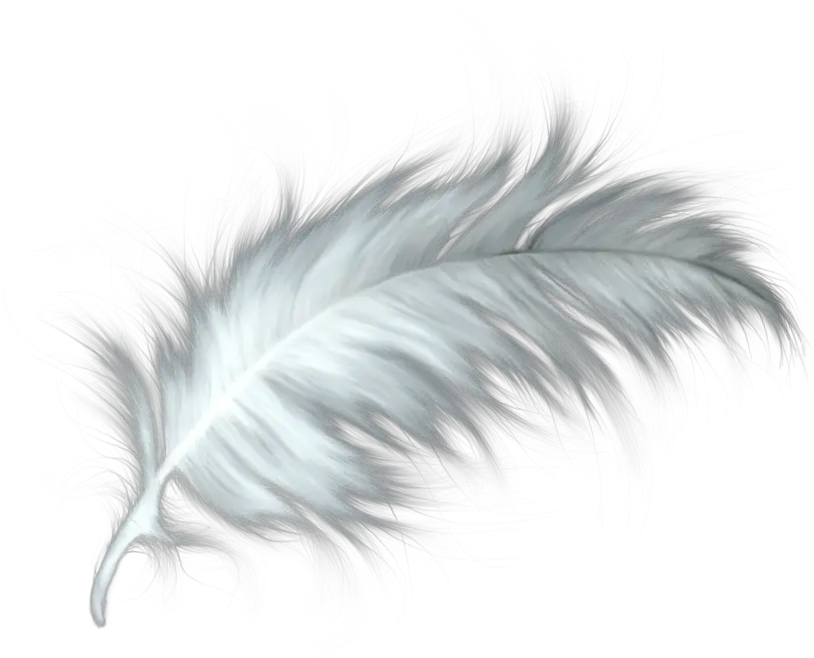 White Feather Healing Quill Paris Png Transparent Background Feather Png Feather Transparent Background