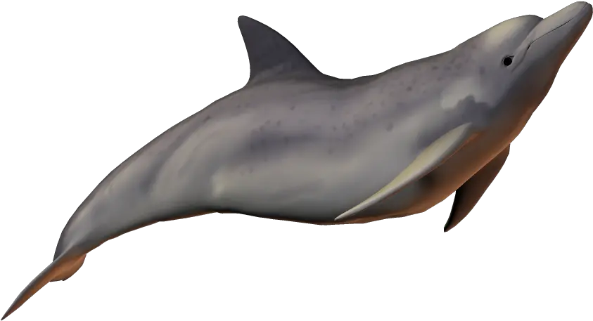 River Dolphin Baiji Bottlenose Clear Background Dolphins Transparent Png River Transparent Background