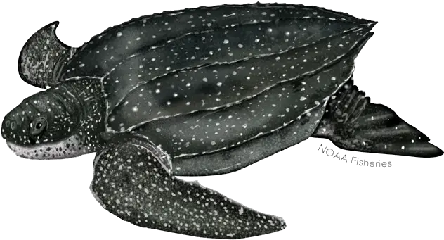 Turtle Facts Okiseaturtleorg Leatherback Turtle Transparent Background Png Turtle Png