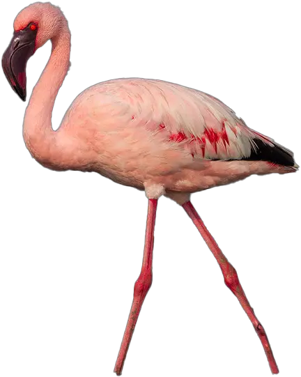 Flamingo Png Photo Image Greater Flamingo Flamingo Png