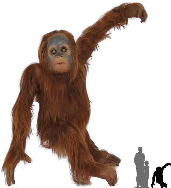 Baby Animal Png Orangutans Png Animal Png