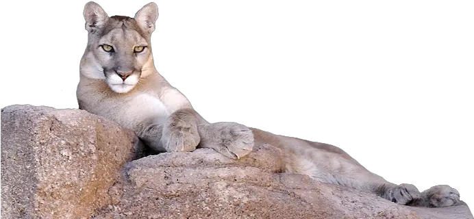 Lion Laying Mountain Lion Laying Down Png Mountain Lion Png