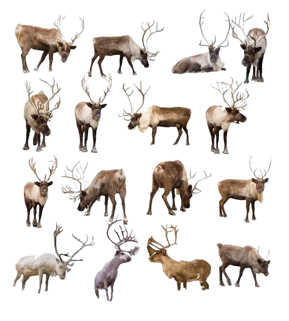 Hd Reindeer Png Transparent Image Real Reindeer Reindeer Transparent