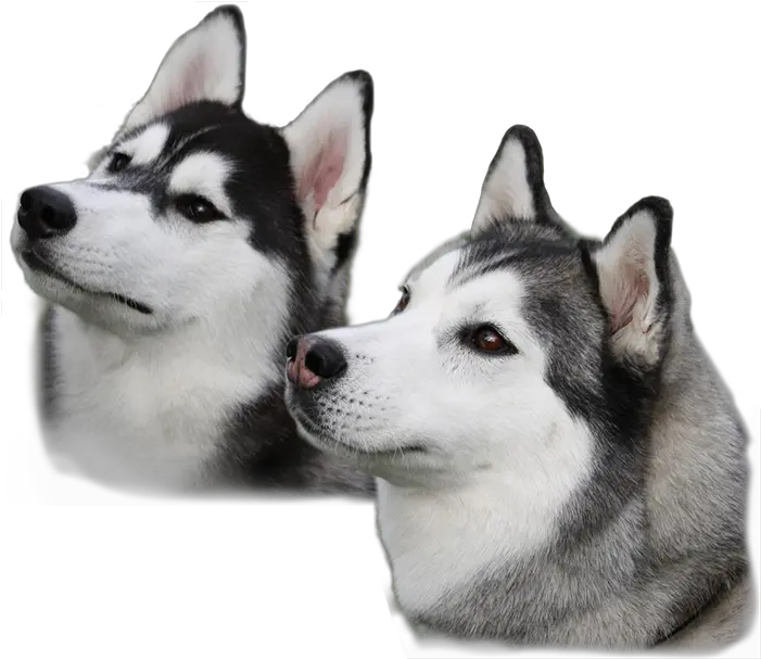 Free Png Dogs Konfest Siberian Husky Transparent Background Cute Dog Png