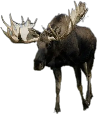 Download Moose Png Image With No Moose Png Moose Png