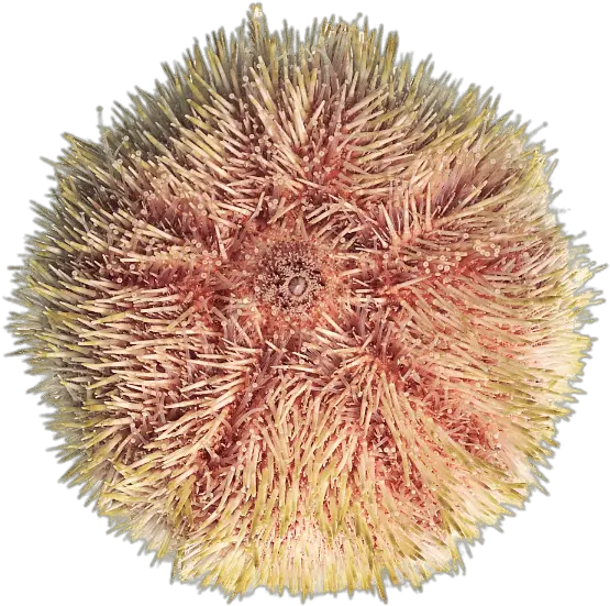 Colourful Sea Urchin Transparent Png Ourssin Png Sea Urchin Png