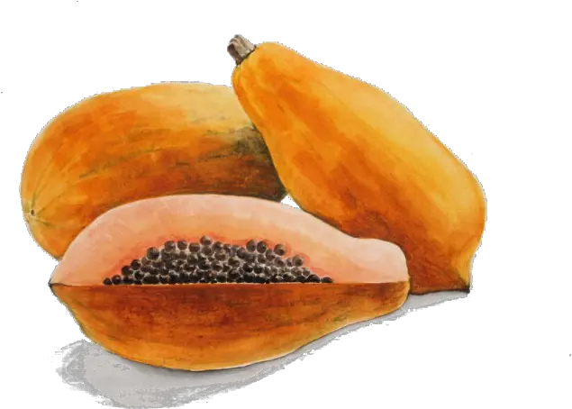 Download Papaya Drawing Watercolor Watercolour Papaya Png Papaya Pintada Papaya Png