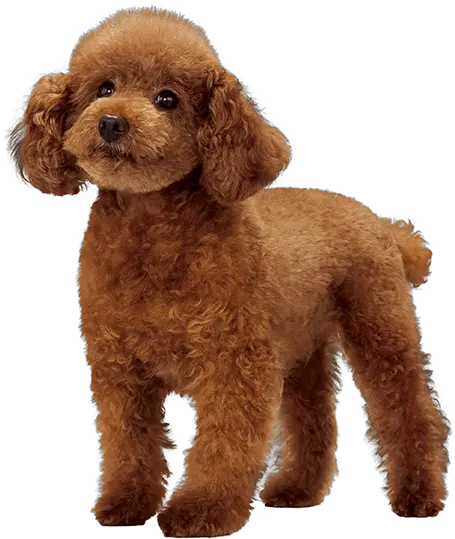 Miniature Poodle Poodle Png Poodle Png