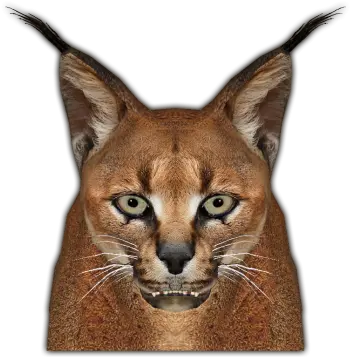 Download Caracal Jimmyzhoopz Face Caracal Png Bobcat Png