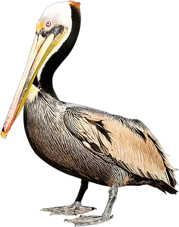 Hd Pelican Png Background Image Brown Pelican Png Pelican Png