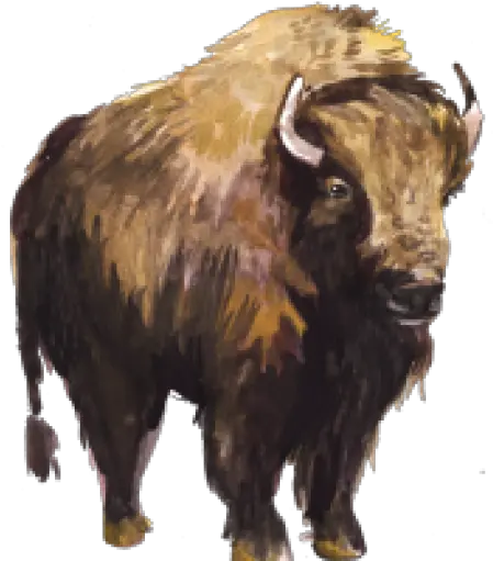 Cropped Bisonsmallsmall1png U2013 History By Zim Bull Bison Png